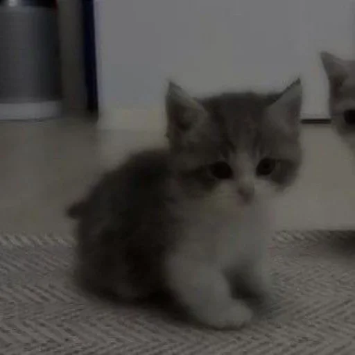 Эмодзи Коты