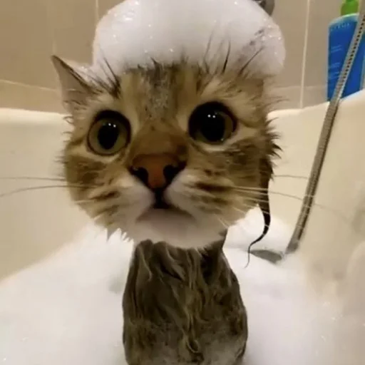 Эмодзи Коты