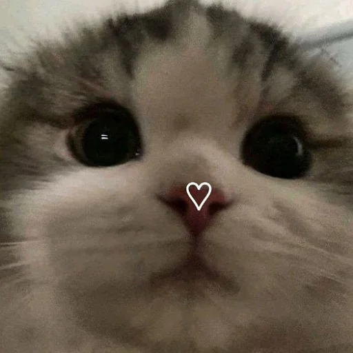 Эмодзи Коты