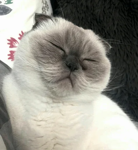 Эмодзи Cats and Dogs