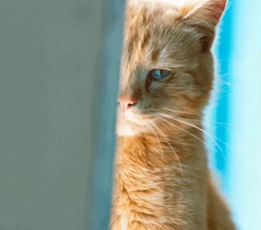 Эмодзи Cats and Dogs