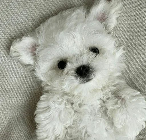 Эмодзи Cats and Dogs