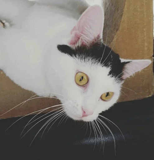 Эмодзи Cats and Dogs