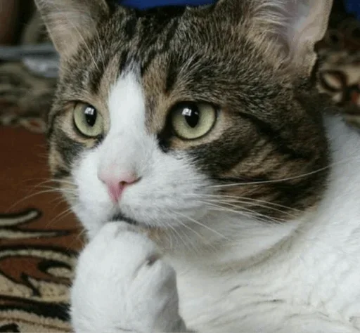 Эмодзи Cats and Dogs