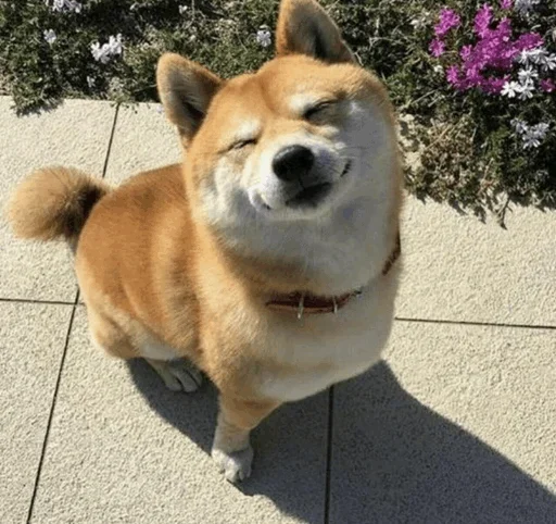 Эмодзи Cats and Dogs