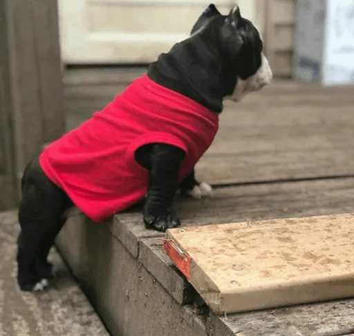 Эмодзи Cats and Dogs