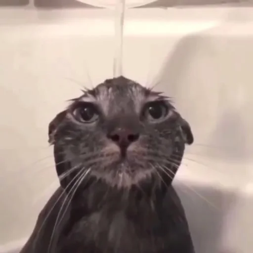 Эмодзи Memes cats