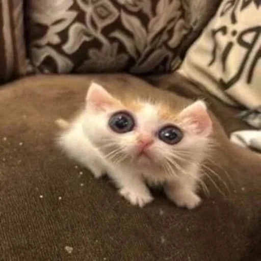 Эмодзи Memes cats