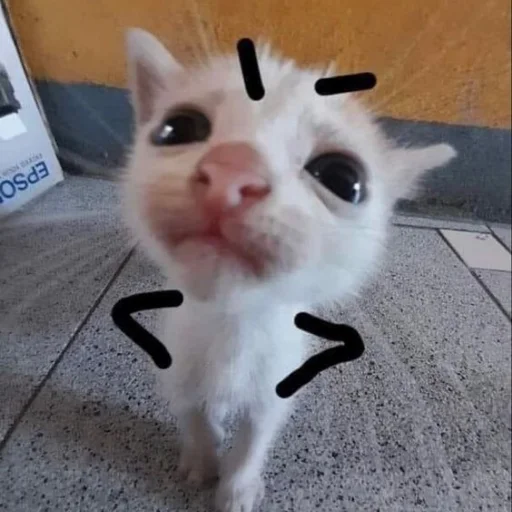 Эмодзи Memes cats