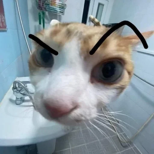 Эмодзи Memes cats