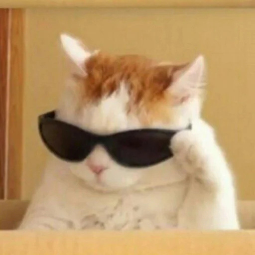 Эмодзи Memes cats