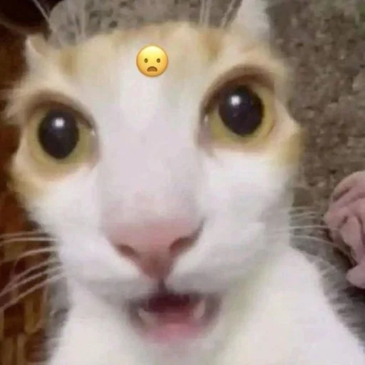 Эмодзи Memes cats
