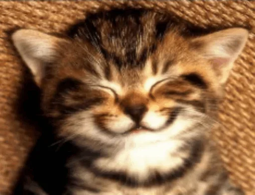 Эмодзи Cats my love