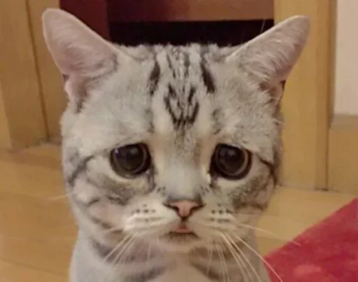 Эмодзи Cats my love