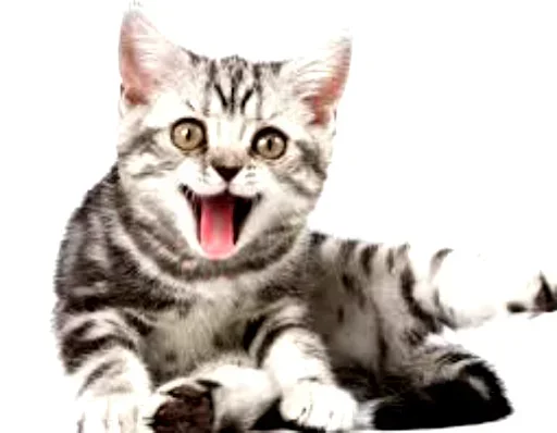 Эмодзи Cats my love