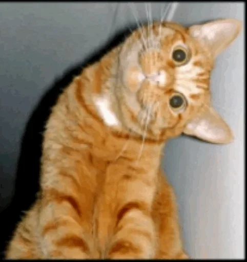 Эмодзи Cats my love