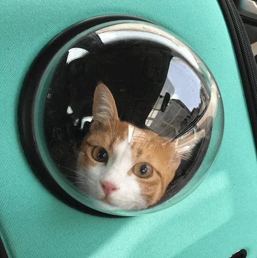 Эмодзи Cat's Memes by MahYa [ ]