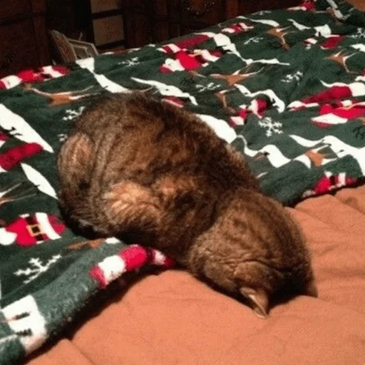 Эмодзи Cat's Memes by MahYa [ ]