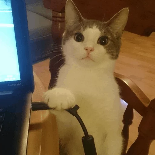 Эмодзи Cat's Memes by MahYa [ ]