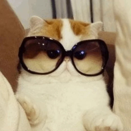 Эмодзи Cat's Memes by MahYa [ ]