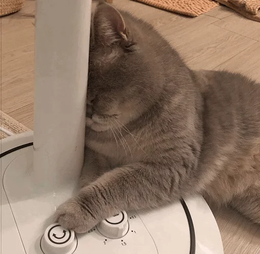 Эмодзи Cat's Memes by MahYa [ ]