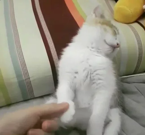 Эмодзи Cats Time