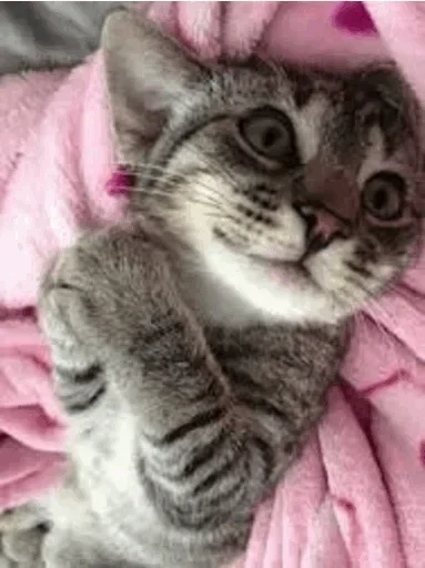 Эмодзи Cats Time