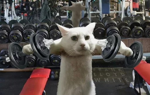 Эмодзи Cats Time
