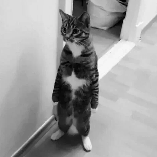 Эмодзи Cats Time