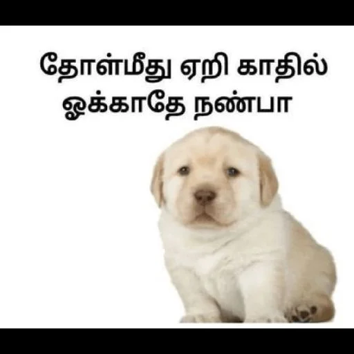 Эмодзи Cheemsda