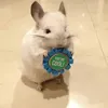 Эмодзи Cool Chinchilla