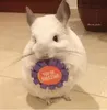 Эмодзи Cool Chinchilla