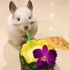 Эмодзи Cool Chinchilla