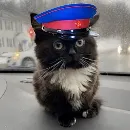 Эмодзи Чмоня