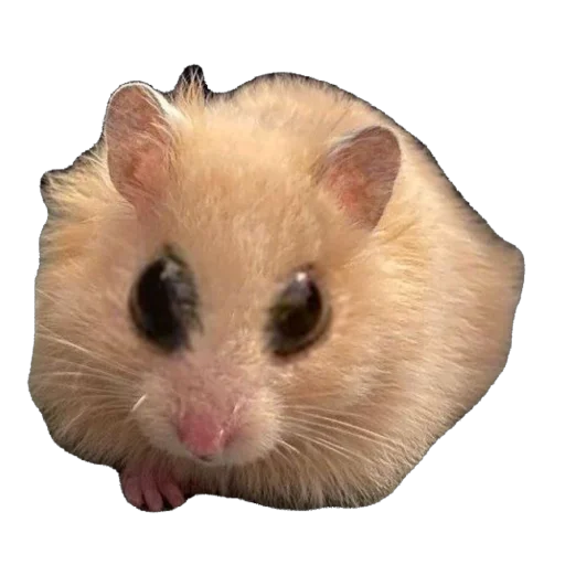 Эмодзи Хомяк Личи