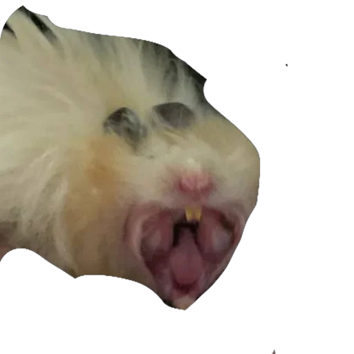 Эмодзи Хомяк Личи