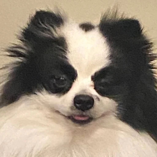 Эмодзи Chupa 🖤🤍🖤