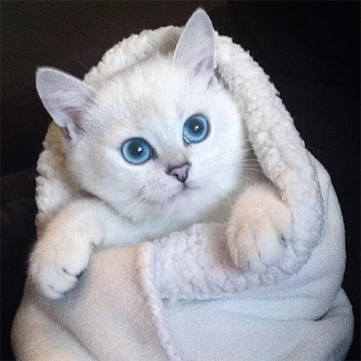 Эмодзи Coby The Cat