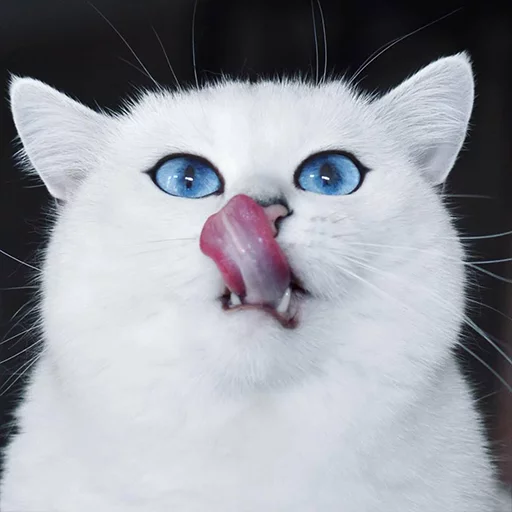 Эмодзи Coby The Cat