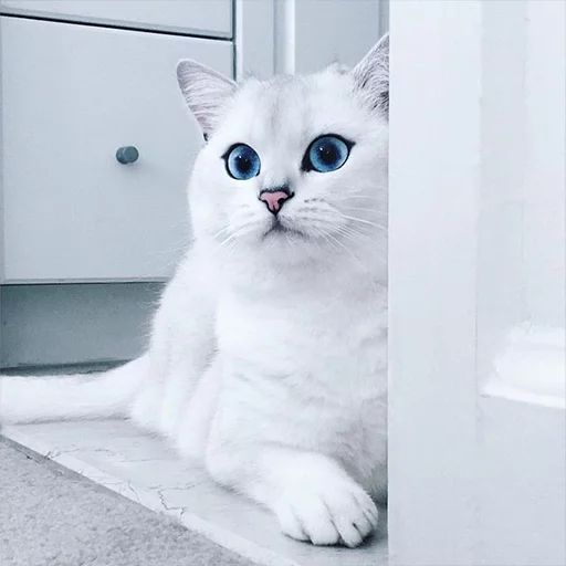 Эмодзи Coby The Cat