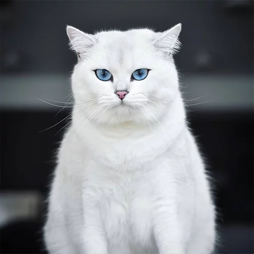 Эмодзи Coby The Cat