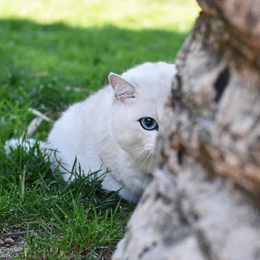 Эмодзи Coby The Cat