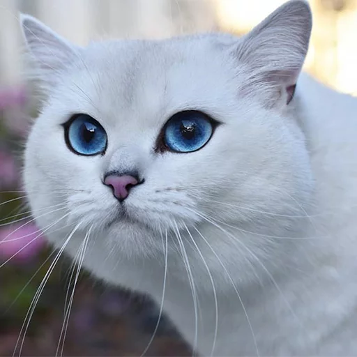 Эмодзи Coby The Cat