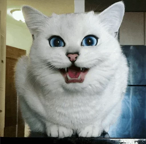 Эмодзи Coby The Cat