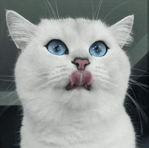 Эмодзи Coby The Cat