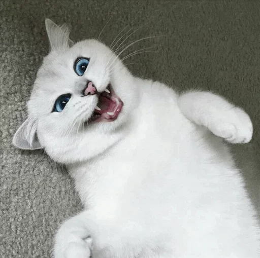 Эмодзи Coby The Cat