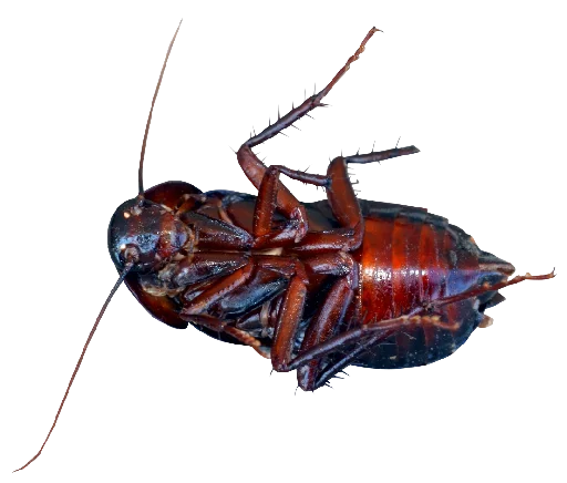 Эмодзи Cockroach
