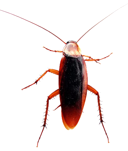 Эмодзи Cockroach