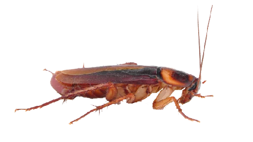 Эмодзи Cockroach
