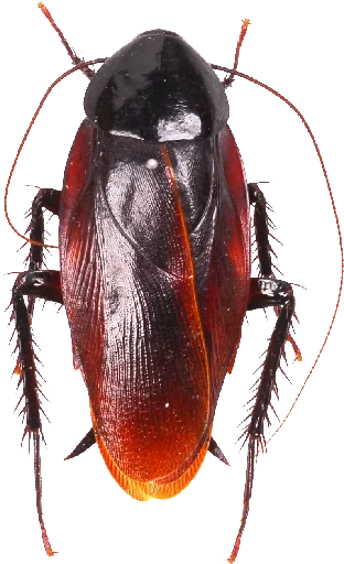 Эмодзи Cockroach